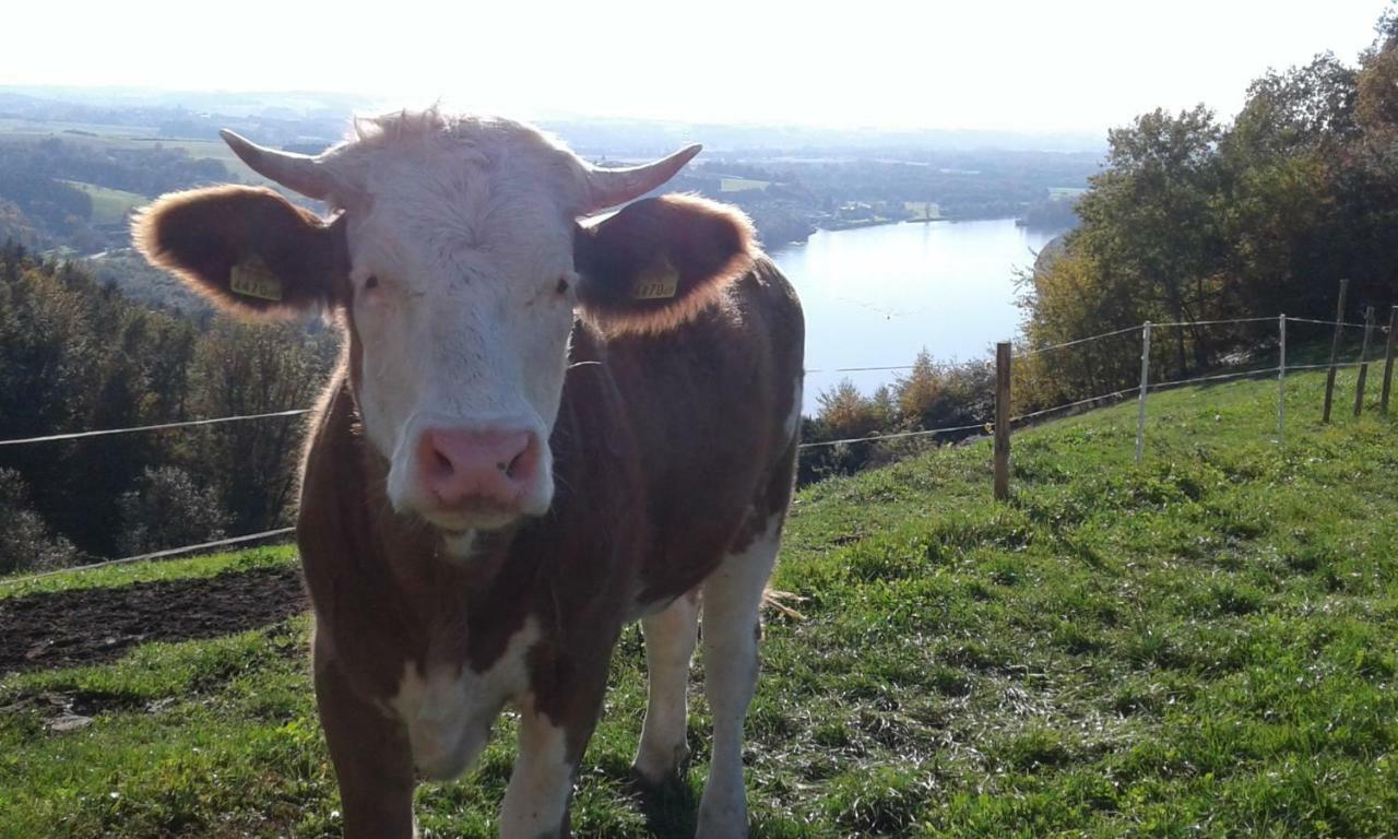 Bio-Bauernhof Haunschmid Villa Ardagger Markt Kültér fotó