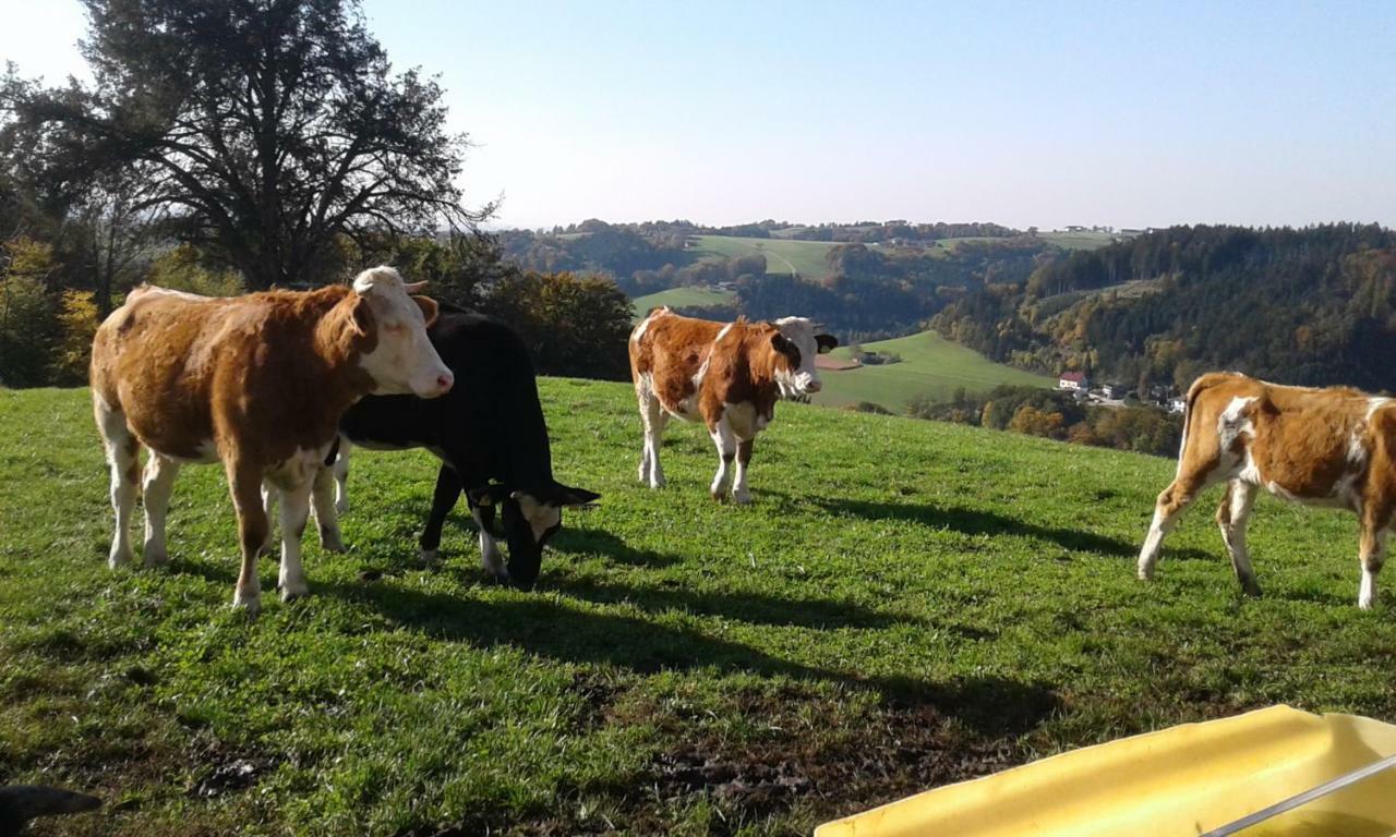 Bio-Bauernhof Haunschmid Villa Ardagger Markt Kültér fotó